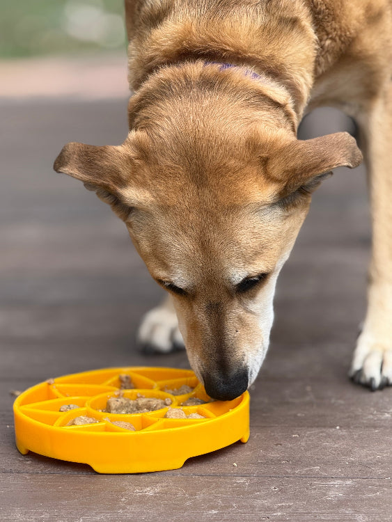 SodaPup Sunflower Shallow Slow Feeder Dog Bowl