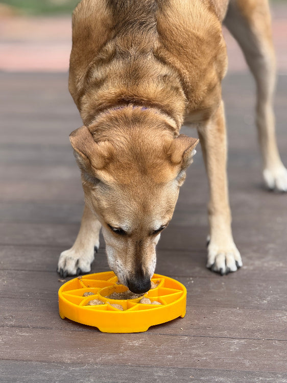 SodaPup Sunflower Shallow Slow Feeder Dog Bowl