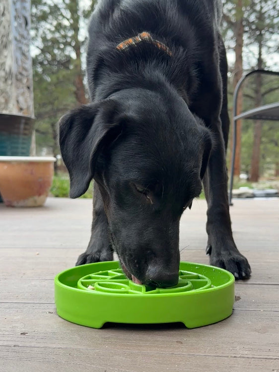 SodaPup Garden Shallow Slow Feeder Dog Bowl