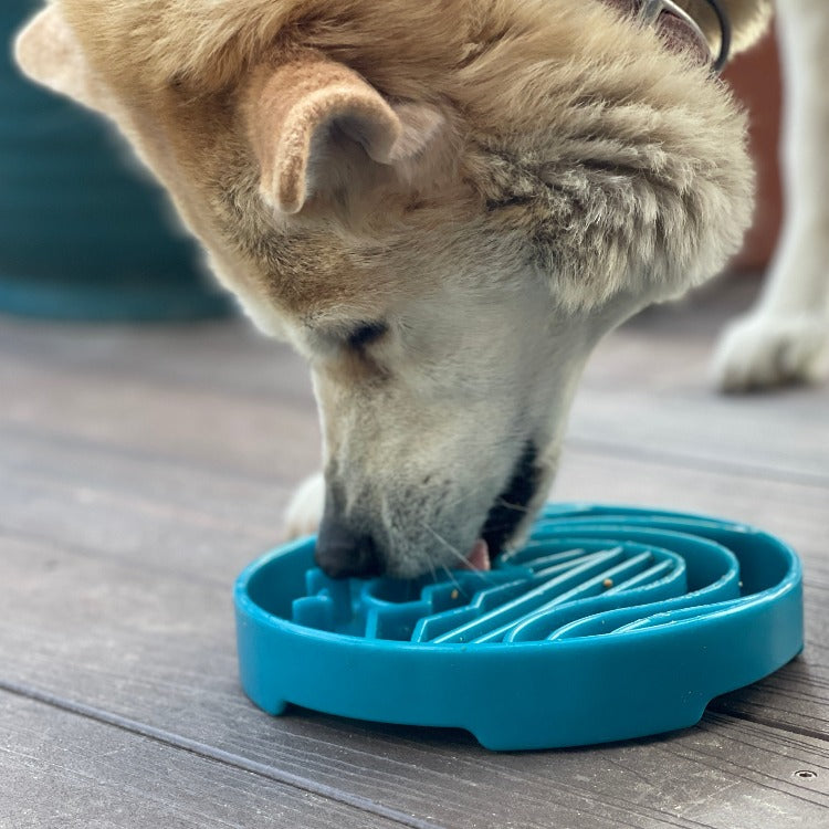 SodaPup Baja Design Shallow Slow Feeder Dog Bowl