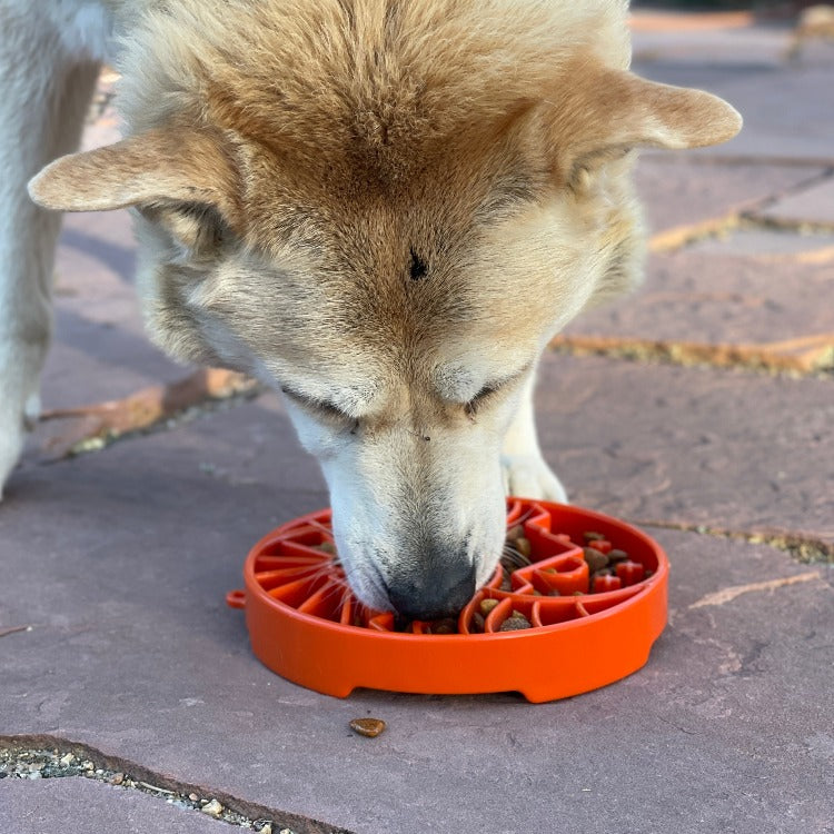 SodaPup Sun and Moon Shallow Slow Feeder Dog Bowl
