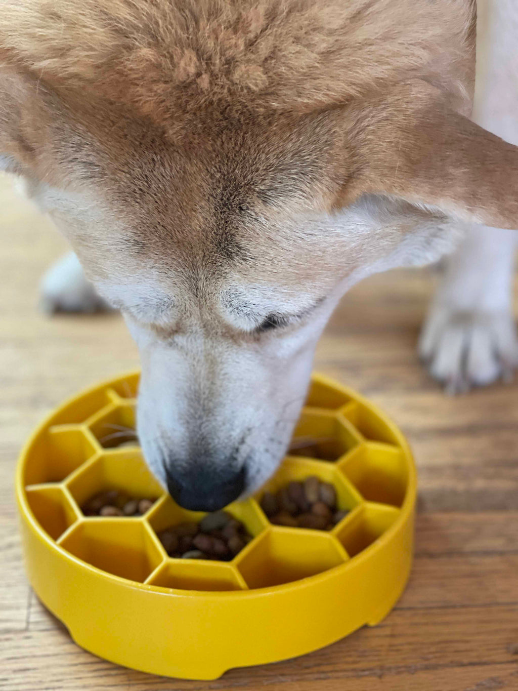 SodaPup Honeycomb Deep Slow Feeder Dog Bowl