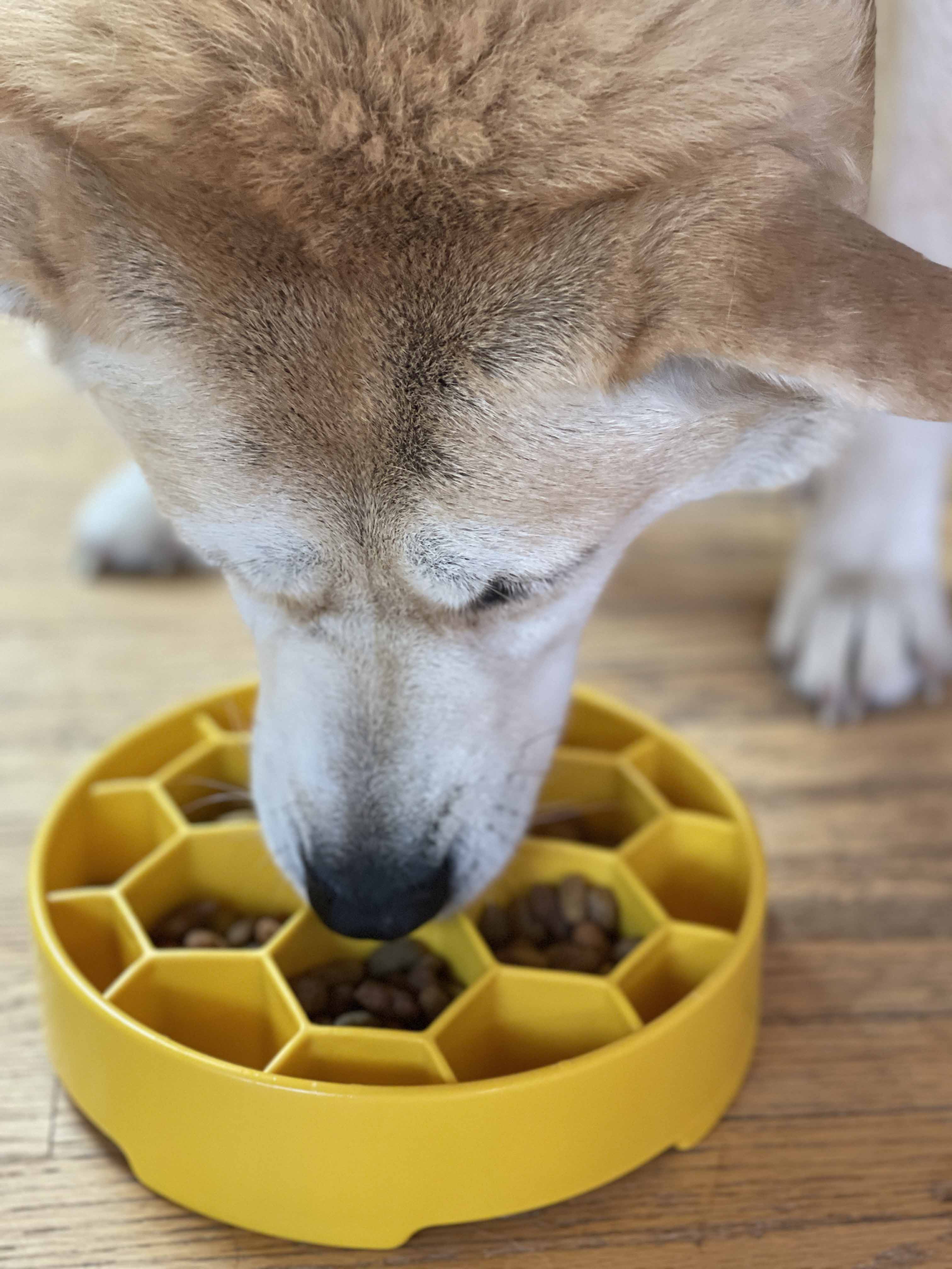 SodaPup Honeycomb Deep Slow Feeder Dog Bowl