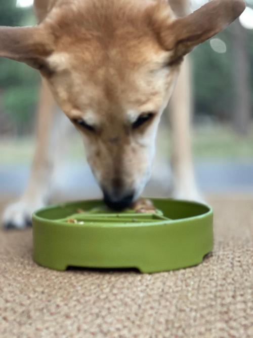 SodaPup Pine Tree Deep Slow Feeder Dog Bowl