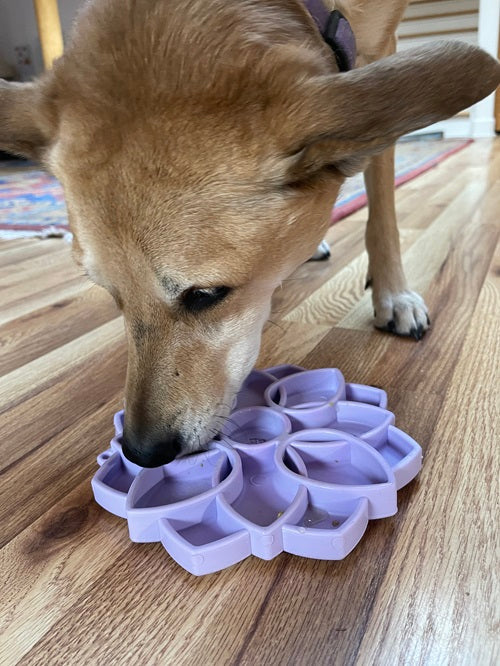 SodaPup Mandala Shallow Slow Feeder Dog Bowl