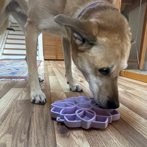 SodaPup Mandala Shallow Slow Feeder Dog Bowl