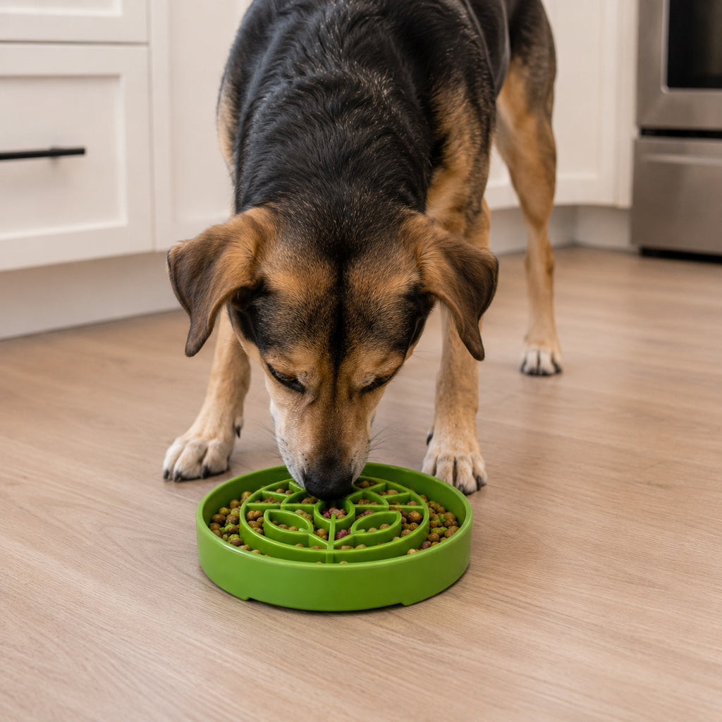 SodaPup Garden Shallow Slow Feeder Dog Bowl