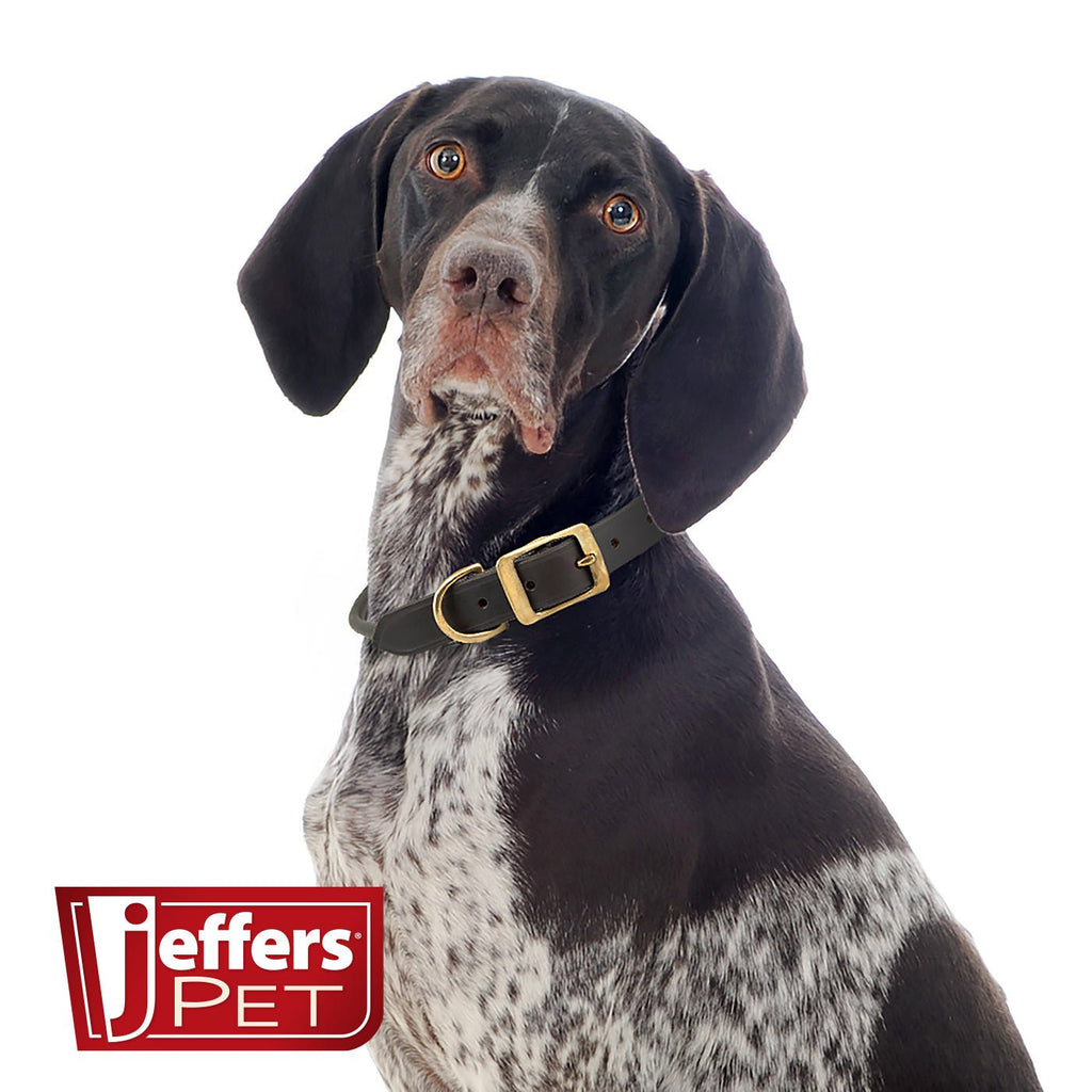 Rolled Leather Dog Collars with Brass Hardware
