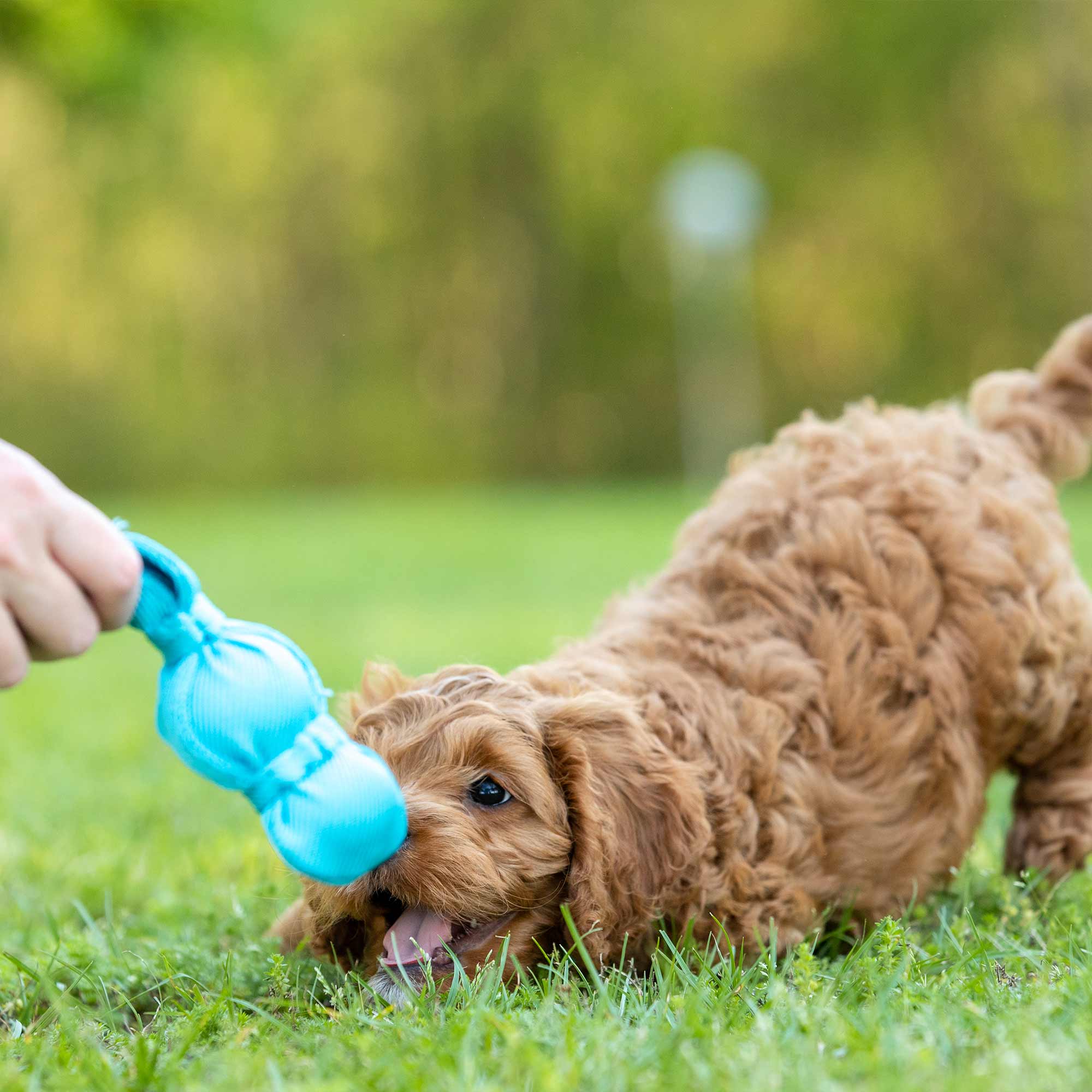 KONG Wubba Dog Toy